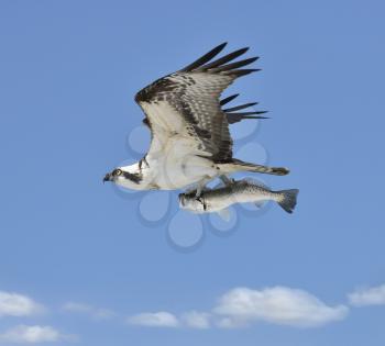 Flying Osprey Carrying A Fish In It's Talons 