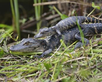Young Alligators Basking In The Sunlight 