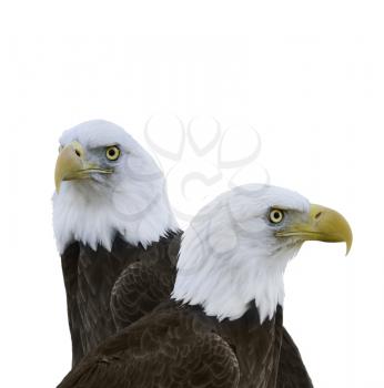  American Bald Eagles Isolated On White Background