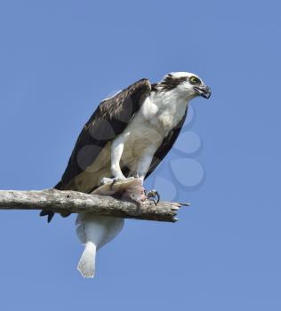 Osprey Feeding On Fish On A Tree