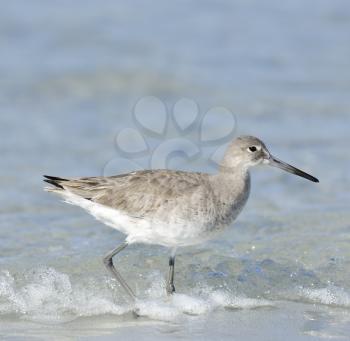 Willet Bird On Gulf Coast Beach