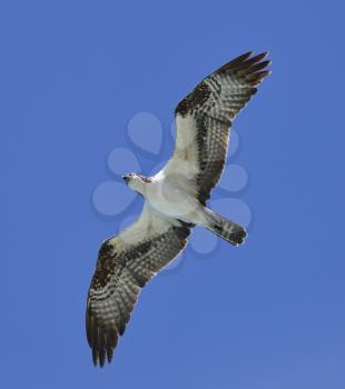 Soaring Osprey Against A Blue Sky