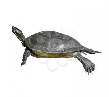 Florida Cooter Turtle Isolated On White Background