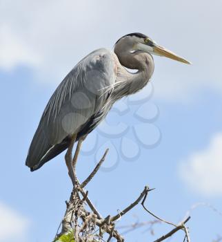 Great Blue Heron Perching On Tree Branches Against Blue Sky 