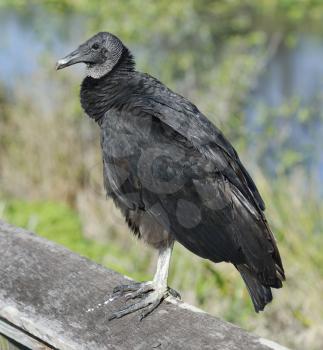 Black Vulture Perchind ,Close Up Shot