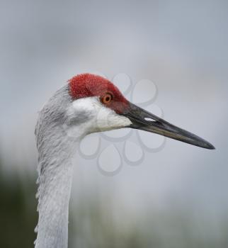 Closeup Of A Sandhill Crane 