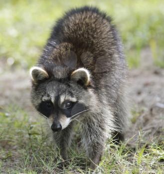 Young Raccoon,Close Up Shot