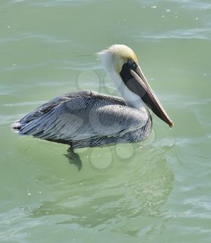 Brown Pelican, pelecanus occidentalis,Swimming