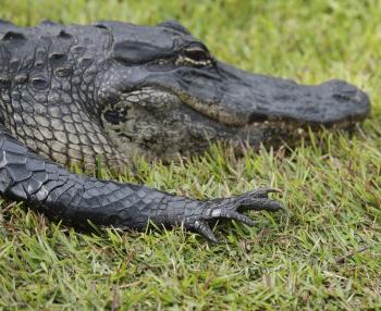 Florida Alligator Resting On The Grass