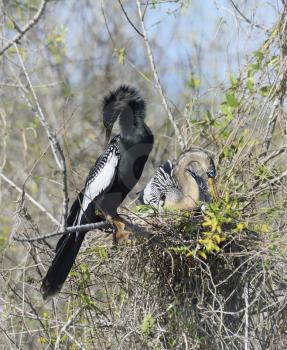 Male And Female Anhinga Birds In The Nest