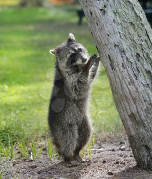 Young Raccoon Near A Tree