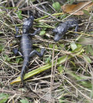 Baby Alligators In Florida Wetlands
