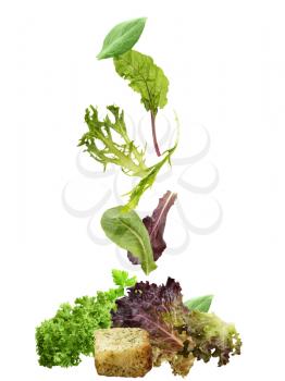 Salad Leaves Collection Isolated On White Background