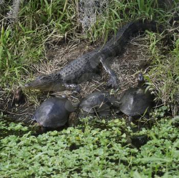 Alligator And Turtles Basking In The Sunshine.