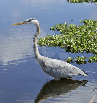 Great Blue Heron In Florida Wetlands 