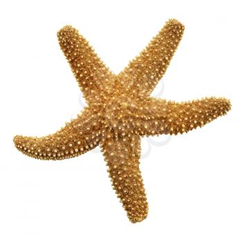Starfish Isolated On White Background