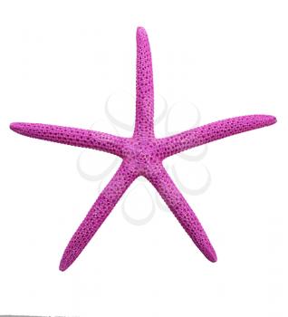 Purple Finger Starfish Isolated On White Background