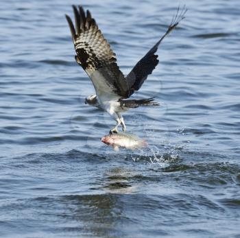 Osprey Catching Fish In Florida Lake