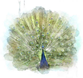 Watercolor Digital Painting Of Peacock