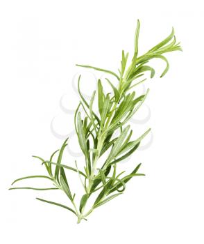 Branch Of Rosemary Isolated On White Background