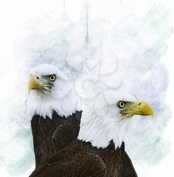 Portrait Of  Bald Eagles.Digital Painting.
