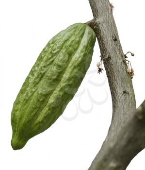 Cocoa Tree With Fruits Isolated On White Background