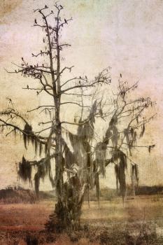 WatercolorFlorida Landscape With Old Oak Tree