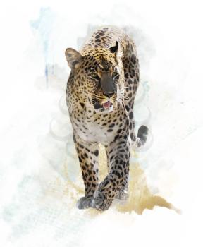 Watercolor Digital Painting Of  Leopard 