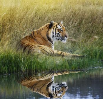 Tiger Relaxing On Grassy Bank With Reflection In Water 