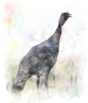 Watercolor Digital Painting Of Turkey Bird