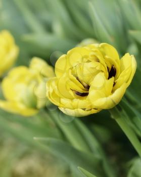Yellow Tulips,Close Up Shot