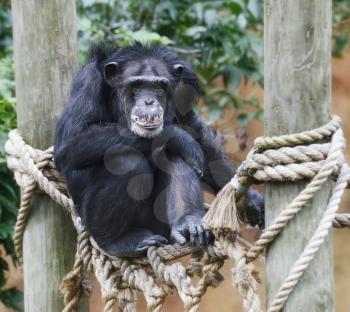 Chimpanzee Perching In The Zoo