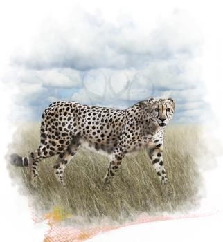 Watercolor Digital Painting Of  Walking Cheetah