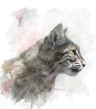 Watercolor Digital Painting Of Bobcat