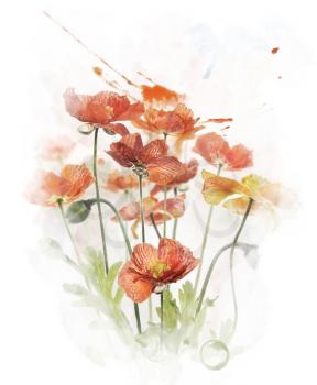Watercolor Digital Painting Of  Red Poppy Flowers