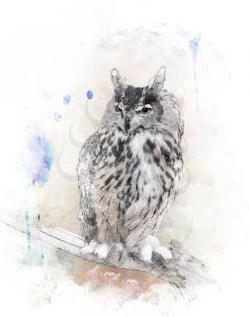 Watercolor Digital Painting Of   Perching Owl