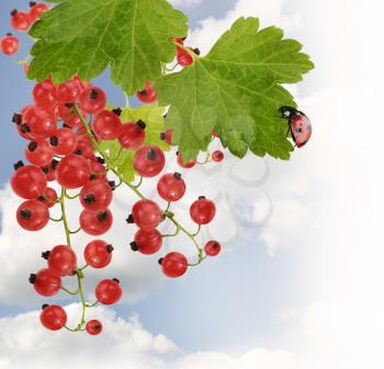 Red Currant With Leaves Against A Sky