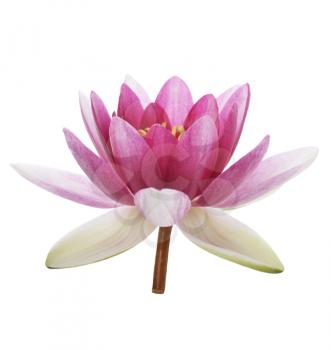 Pink Waterlily Flower Isolated On White Background