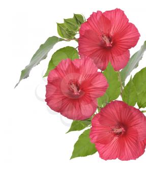 Red Hibiscus Flowers Isolated On White Background