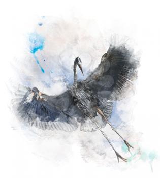 Watercolor Digital Painting Of  Great Blue Heron In Flight