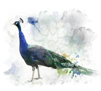 Watercolor Digital Painting Of  Peacock