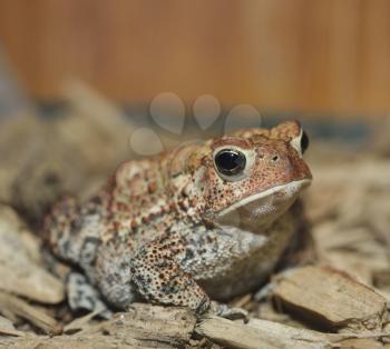 European Toad,Close Up Shot