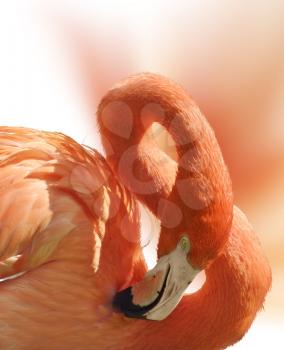 Close Up Of Flamingo Portrait