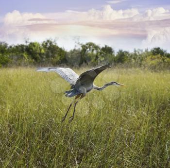 Great Blue Heron In Flight Over Wetland 