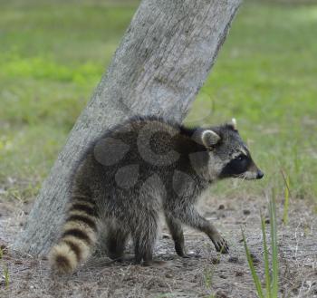 Young Raccoon Walking Near A Tree 