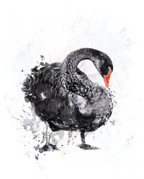 Watercolor Digital Painting Of Black Swan