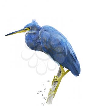 Little Blue Heron.Digital Painting