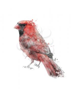 Watercolor Digital Painting Of Northern Cardinal (Cardinalis)