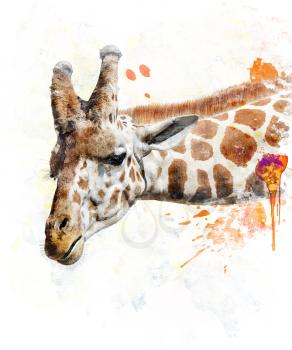 Watercolor Digital Painting Of Giraffe
