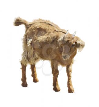 Young Red Goat Isolated On White Background